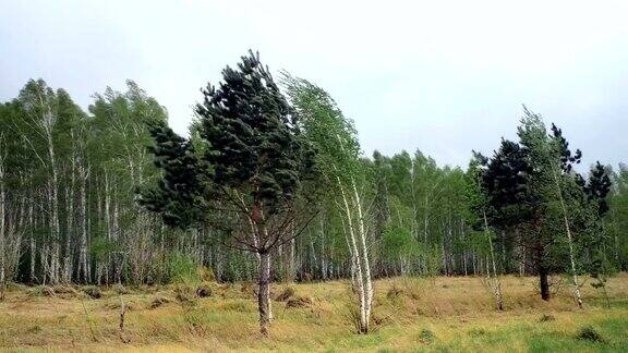 桦树和松树在强风中摇摆