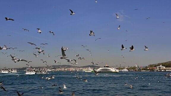伊斯坦布尔城市和海鸥的慢镜头