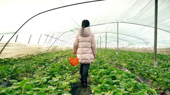 小女孩在温室里摘草莓