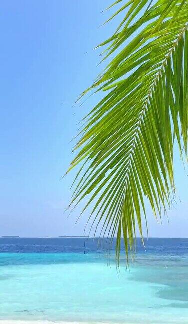 热带椰子棕榈叶和海洋背景