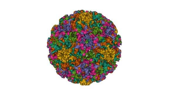 人乳头瘤病毒59l1型病毒样颗粒结构