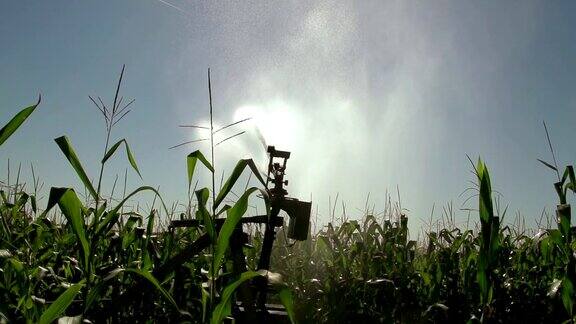 用农业喷灌机浇灌玉米田