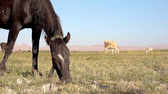 马在宽阔的牧场上吃草