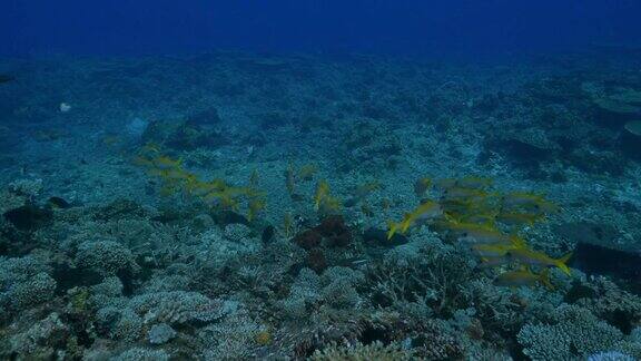 黄鳍山羊鱼成群珊瑚礁菲律宾
