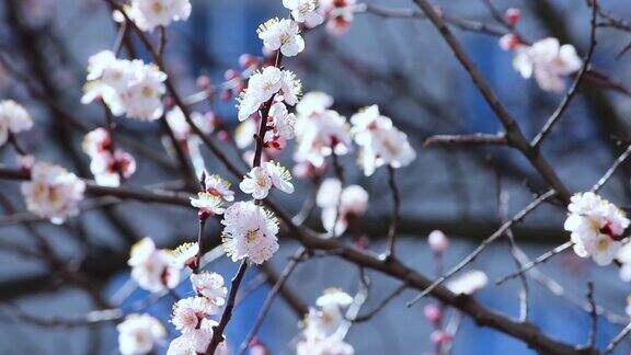 春天盛开的春花映衬着晴朗的蓝天白色的花在春天春天的花朵landsc……