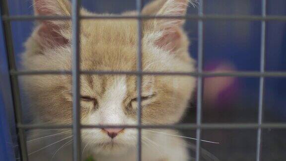 一只在笼子里看着摄像机的猫的特写