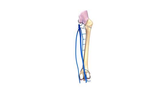 股骨韧带和静脉