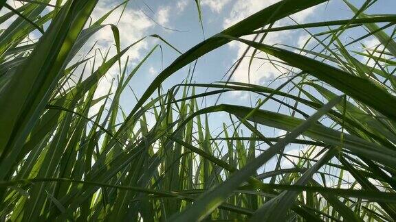 近距离的甘蔗作物在微风中摇摆
