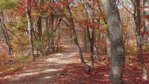 漫步在阳光下的秋林里