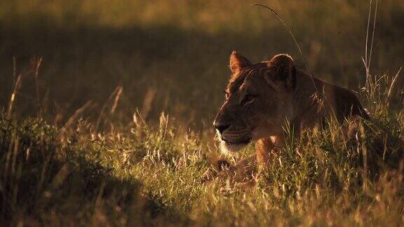 在肯尼亚的埃尔卡拉马旅馆里一只母狮子在草地上放松环顾四周中枪