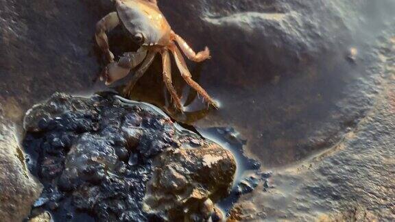 岩石海岸上的蟹