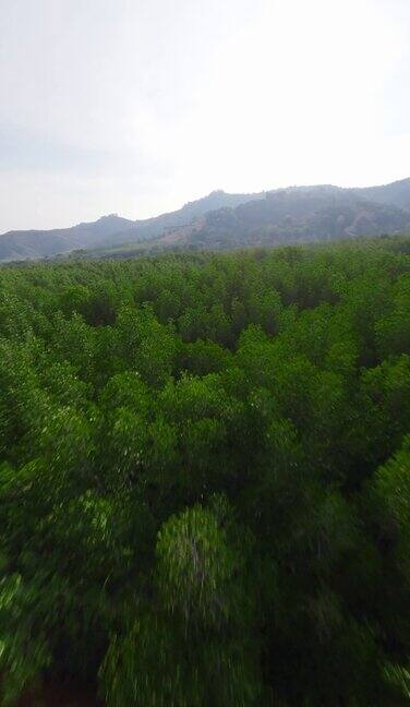 垂直视频绿树异域森林植被海山河岛