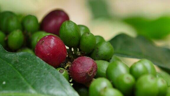 泰国北部的阿拉比卡咖啡豆种植园