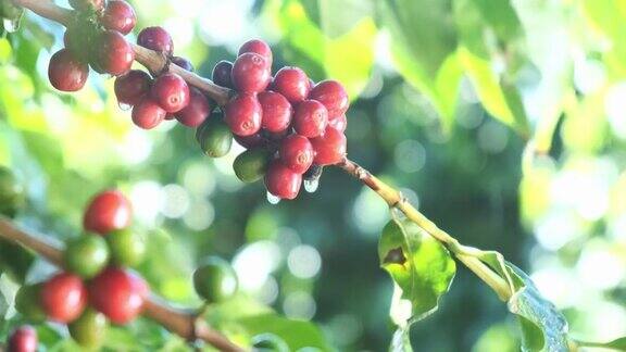 雨中的咖啡豆下雨时的咖啡种植园雨滴落在一束咖啡树下