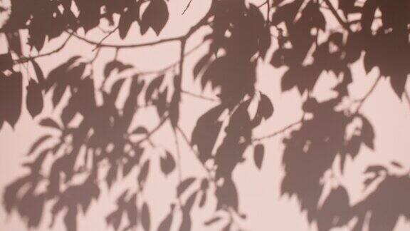 透明柔和的光和阴影从树枝植物树叶和叶子阳光和阴影灰色的树叶影子映在粉红色的墙上空间的文本产品展示广告模型