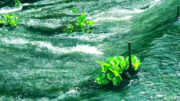 水葫芦和挂在铁棒沿着小溪流动
