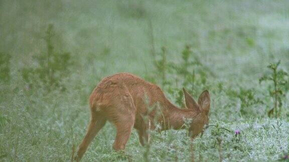 鹿小鹿(CapreolusCapreolus)早上走过草地吃草