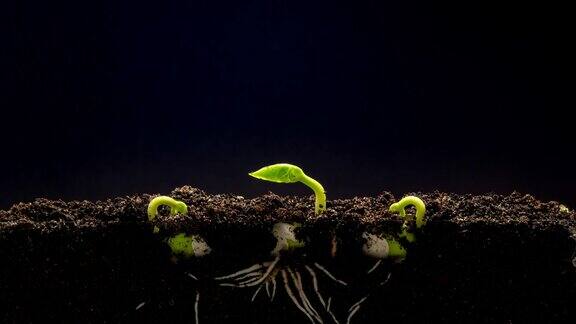 在一个黑色的背景下拍摄的三颗豆子从豆芽中旋转和生长的地面视图