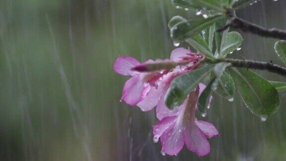 下雨