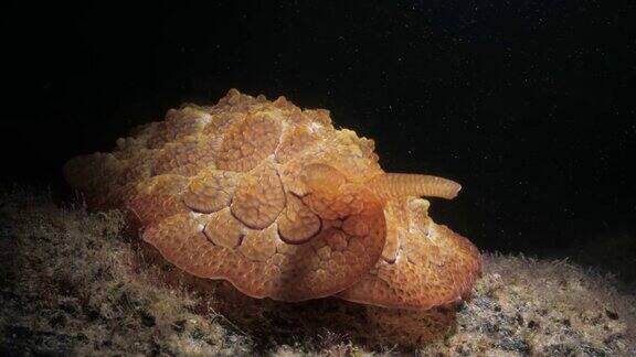 夜间潜水时发现的一种独特海洋生物的创意照明水下摄影