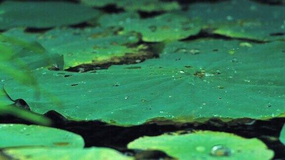 雨滴落在池塘里的荷叶上