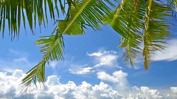 椰叶随风飘动蓝天多云海滩风景优美