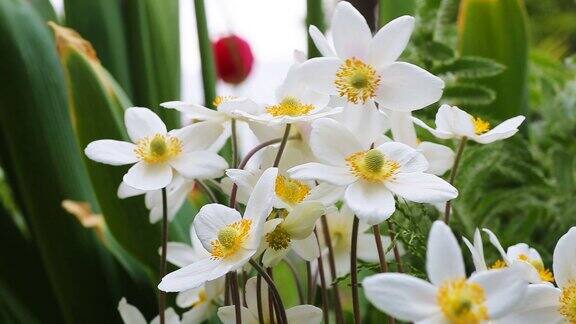 白色的银莲花在风中摇曳