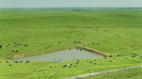 奶牛在池塘上吃草和洗澡-空中
