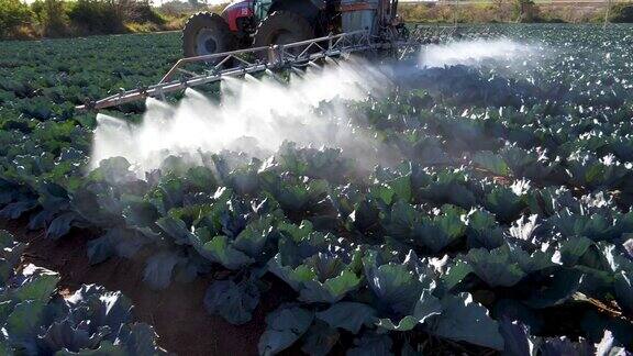 在一个大型蔬菜农场拖拉机喷洒农药到作物上的特写镜头