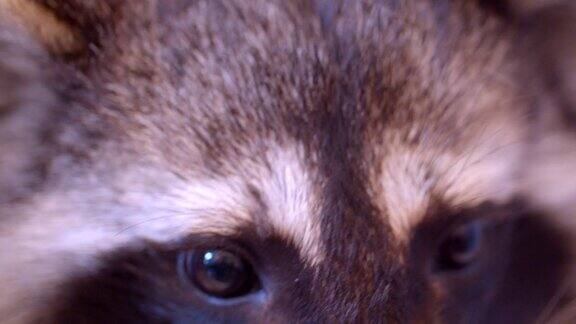 这是一只可爱的毛茸茸的浣熊在动物园的笼子里静静地看着周围的环境的特写