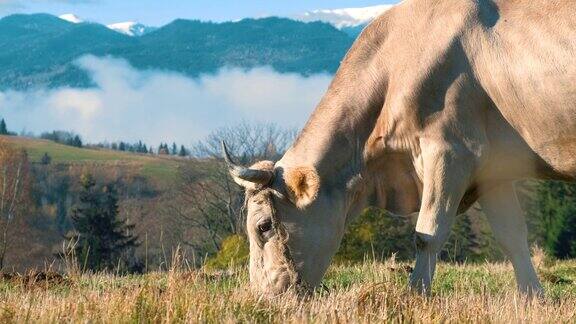 在夏季高山高寒草甸上放牧的农场奶牛