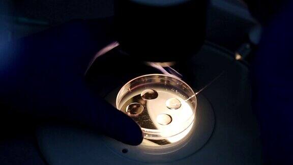胚胎学家的手研究人类细胞在体外受精