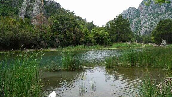 美丽的小溪和鸭子在奥林匹亚安塔利亚
