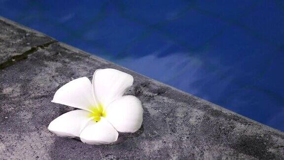 在这个热带度假胜地花白鸡蛋花漂浮在泳池的水中