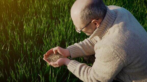 小麦谷物在手后丰收成功的农民在田间绿色种植庄稼