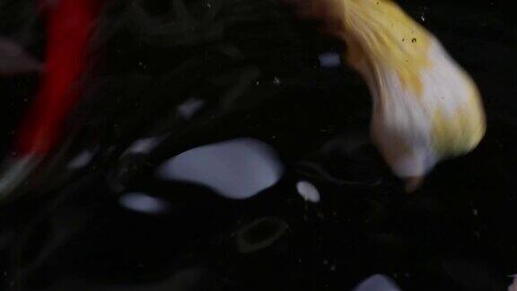 美丽的锦鲤鱼游泳在微粒浮水