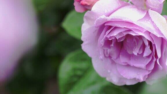 美丽的粉红色玫瑰和落下的雨滴