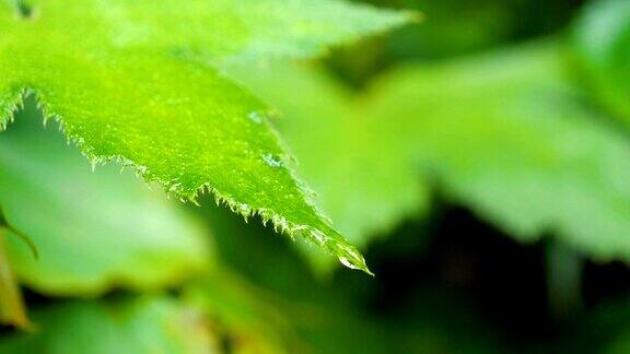 水滴在绿叶上的慢动作