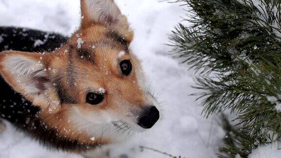 威尔士柯基犬彭布罗克在美丽的冬日森林里散步