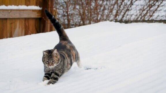 一只猫在雪地里慢动作地玩耍