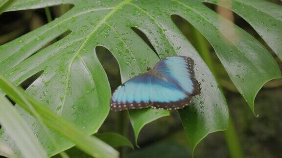 蓝色大闪蝶张开和合上翅膀的慢动作后视图
