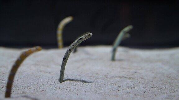 在大海下发现了花园鳗鱼群的小小创造者