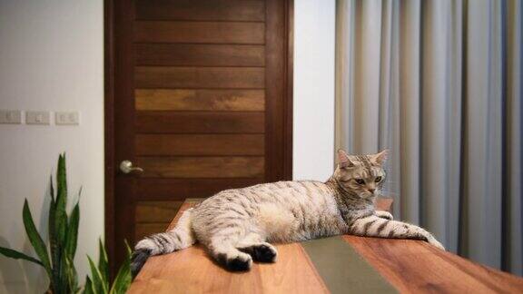 可爱的姜黄色小猫晚上躺在客厅的木桌上休息