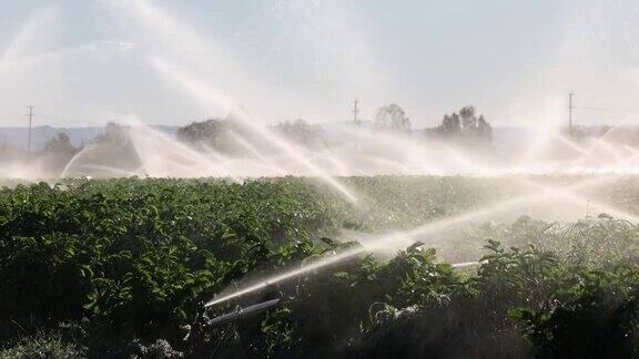 灌溉农田作物的农业灌溉系统