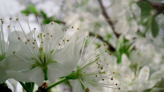 闭上白花樱桃树开花大白花盛开