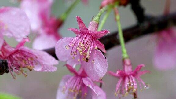 花和水滴