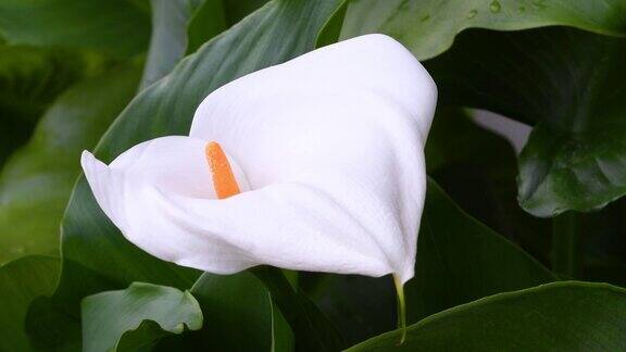 春天美丽的马蹄莲花的特写马蹄莲是天南星科开花植物的一个属
