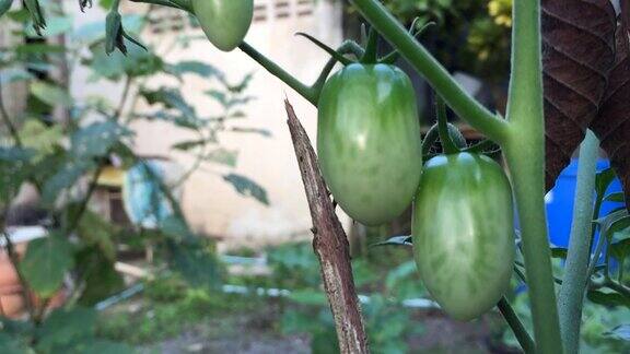 树上生长的未成熟的樱桃番茄