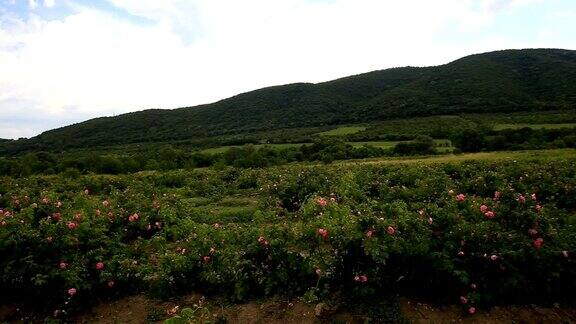 美丽的保加利亚玫瑰谷景色