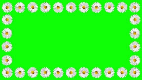 旋转白色雏菊花框架运动图形与绿色屏幕背景